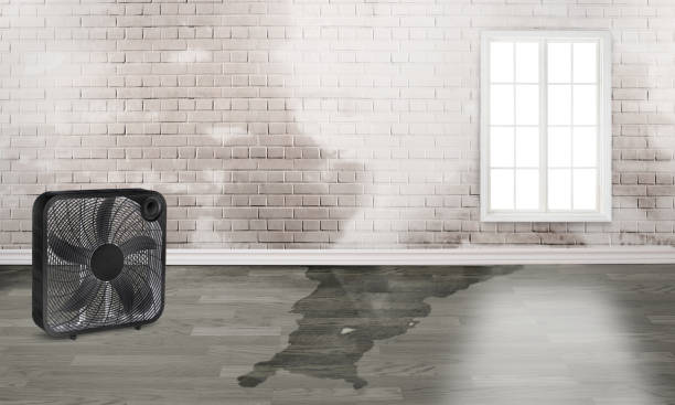 Best Professional water damage repair  in Crisfield, MD